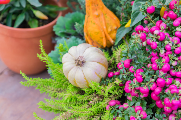 2400-autumn-decorative-composition-orange-and-white-decorative-pumpkins-cabbage-pernettya-mucronata-assembled-together