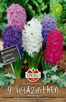 Sperli Hyazinthen Mischung