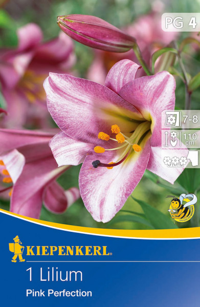 Produktbild von Kiepenkerl Trompeten-Lilie Pink Perfection mit Blüten in Rosa und Weiß sowie Informationen zu Blühzeit und Pflanzenhöhe.