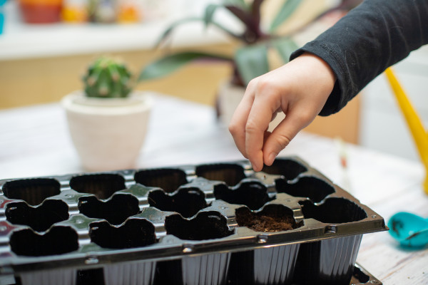 large-baby-hand-with-seed-germination-of-seeds-in-greenhouse