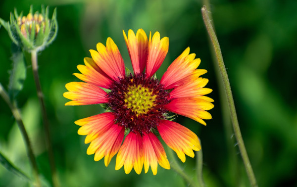 blanket-flower-6709015_1920