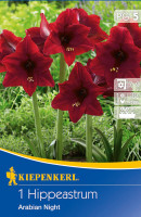 Kiepenkerl Ritterstern Arabian Night