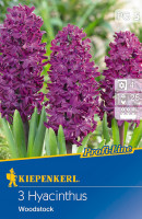 Kiepenkerl Profi-Line Hyazinthe Woodstock