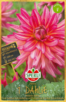 Sperli Dahlie Pinkie Swear