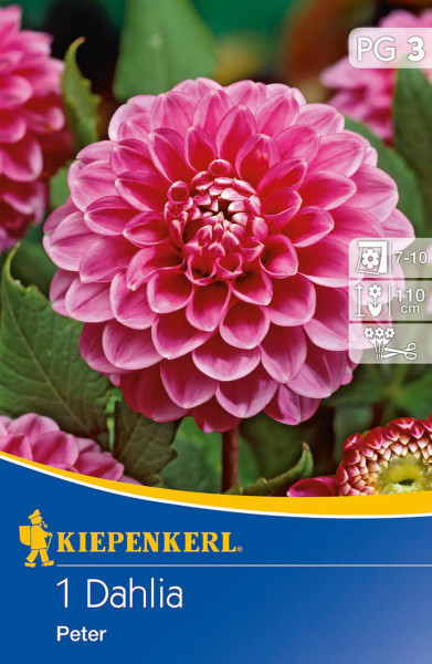 Produktbild von Kiepenkerl Ball-Dahlie Peter mit Abbildung einer pinkfarbenen Dahlienblüte und Verpackungsdetails.