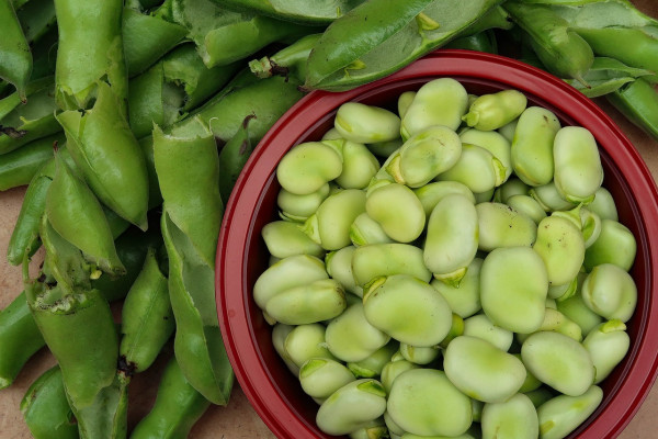 broad-beans-5479434_1280