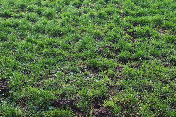 large-close-up-surface-of-green-grass-on-a-meadow-on-a-sunny-summer-day