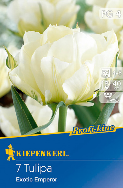 Produktbild von Kiepenkerl Profi-Line mit Fosteriana-Tulpen Exotic Emperor in Weiß und Gelb auf der Vorderseite und Produktdetails.