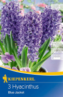 Kiepenkerl Hyacinthe Blue Jacket