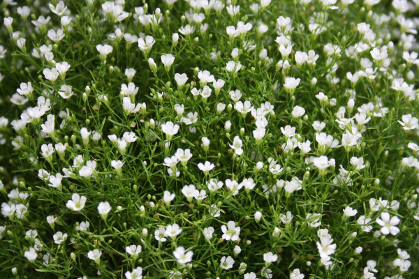 gypsophila-2478496_1920