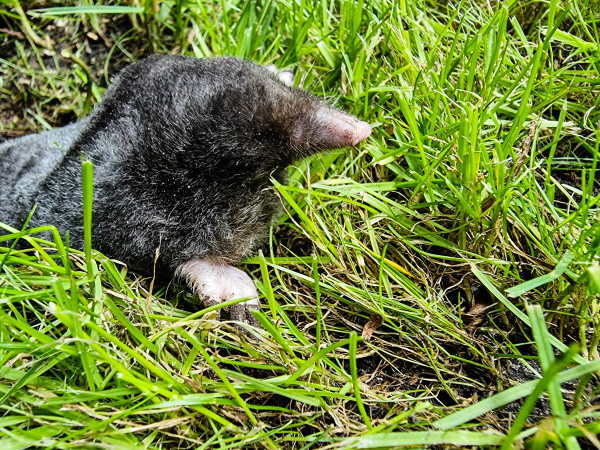2400-a-mole-in-the-garden-2