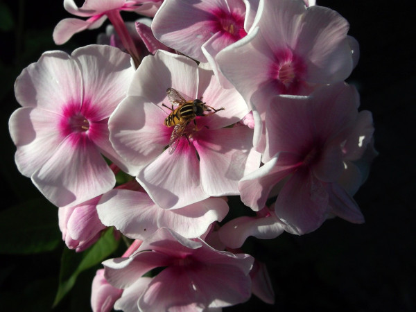 phlox-1556522_1280