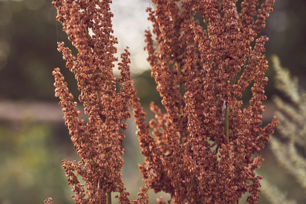 2400-fresh-and-dried-fruits-of-sorghum-plants-on-the-background-of-an-autumn-forest-with-space-to-copy