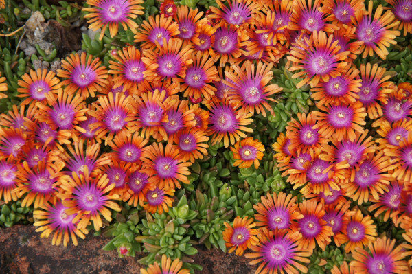 midday-flower-2656026_1920