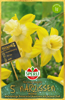 Sperli Premium Botanische Narzisse Hillstar
