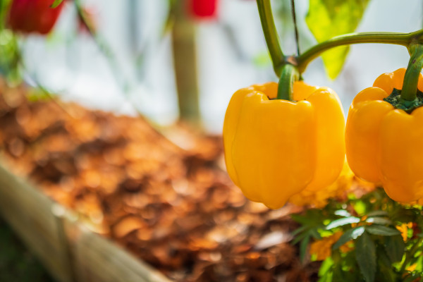 2400-yellow-bell-pepper-plant-growing-in-organic-garden-1