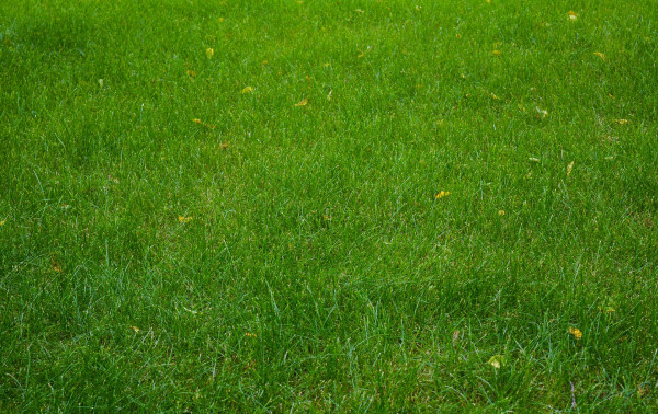 lawn-1504945_1920