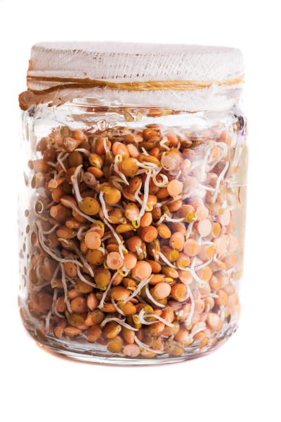 large-sprouting-lentils-growing-in-a-glass-jar