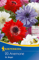 Kiepenkerl Kronen-Anemone St. Brigid Mischung