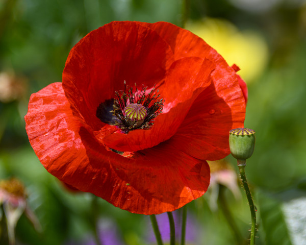 large-bright-red-poppy-flower-blooms-in-a-lush-garden-setting-during-the-warm-afternoon-light