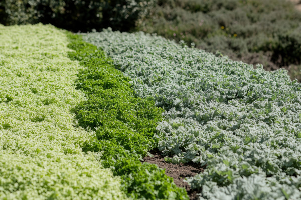 large-lush-rows-of-green-lettuce-and-kale-in-a-garden