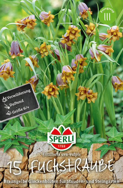 Produktbild von Sperli Fuchstraube mit braungelben Glockenblüten, Hinweis auf Duft und Verwilderung sowie Größenangabe, vor einem Hintergrund mit Pflanzenschild und Markenlogo.