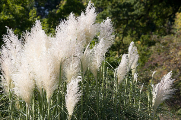 ornamental-grass-455209_1920