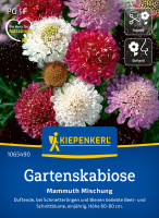 Kiepenkerl Gartenskabiose Mammuth Mischung