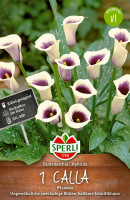 Sperli Calla Picasso