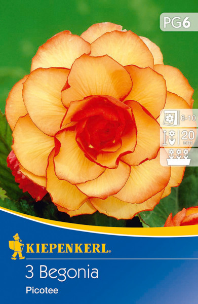 Produktbild von Kiepenkerl Knollenbegonie Picotee mit einer Nahaufnahme der Blüte und Verpackungsinformationen wie Pflanzanleitung und Markenlogo.