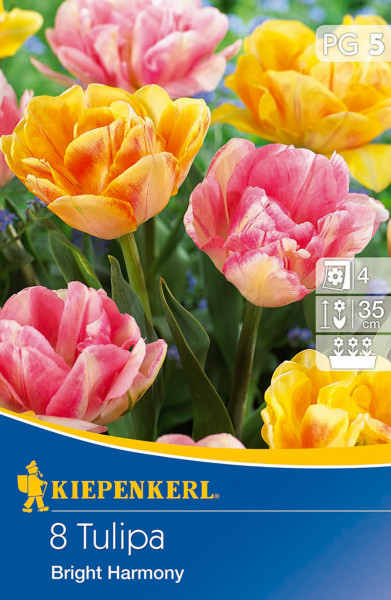 Produktbild von Kiepenkerl Gefüllte frühe Tulpe Bright Harmony mit acht mehrfarbigen Tulpen in rosa und gelben Tönen vor einer Gartenszene auf der Verpackung.