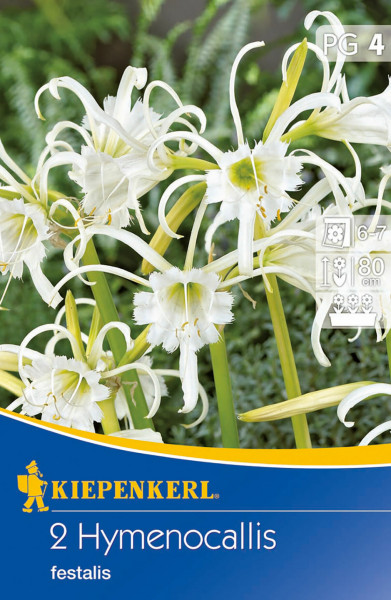 Produktbild von Kiepenkerl Hymenocallis festalis Blumenzwiebeln in Verpackung mit Bildern der weißen Blüten und Pflegehinweisen.