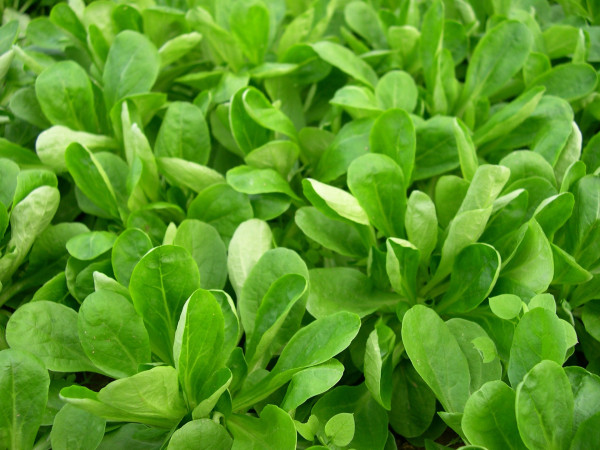 lambs-lettuce-2716587_1920