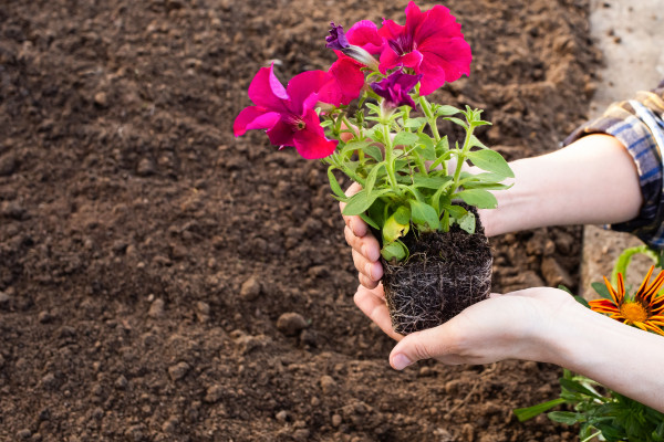 2400-close-up-adult-man-s-hands-holding-flower-seedlings-planting-plants-in-the-garden-gardening