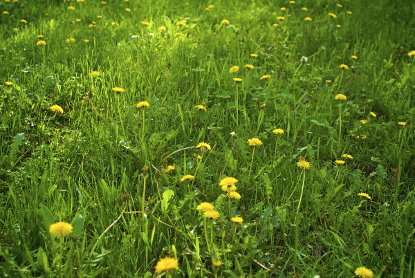 large-green-grass-with-yellow-dandelions