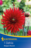 Kiepenkerl Kaktus-Dahlie Bergers Record
