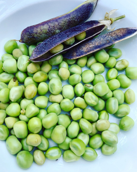 peas-7340497_1920-2