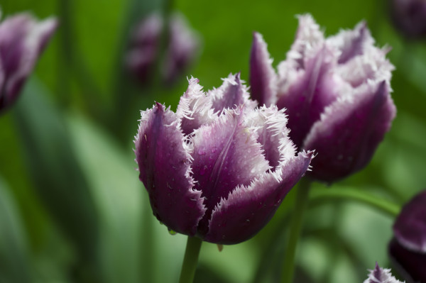 large-field-of-blooming-tulips-in-keukenhof-netherlands-the-tulip-is-an-ornamental-flower-of-the-genus-of-liliaceae-plants-formed-by-a-single-flower-on-each-stem-1