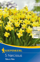 Kiepenkerl Narzisse Tête à Tête