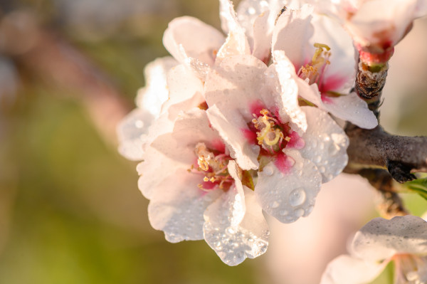 2400-almond-blossoms-spring-blossoms-in-the-garden