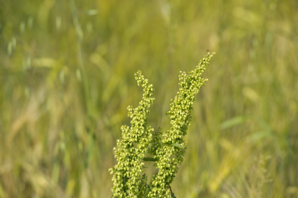 2400-ear-of-wheat-field-detail