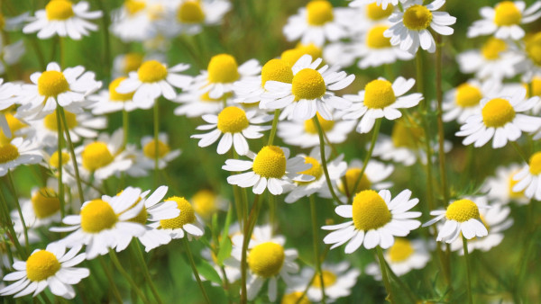 chamomile-796381_1920