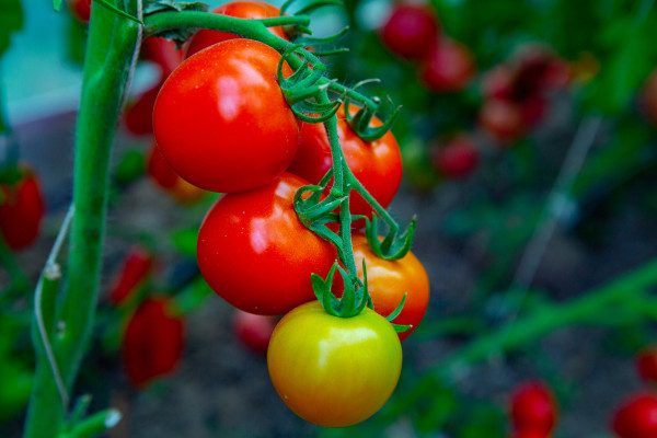 2400-red-tomatoes-on-a-branch-in-a-greenhouse-farm-for-growing-vegetables-eco-plantation