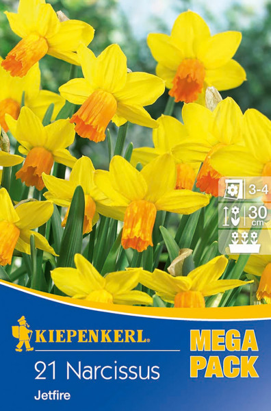Produktbild von Kiepenkerl Mega-Pack Narzisse Jetfire mit Abbildung gelber Narzissen und Verpackungsinformationen.