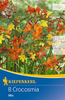 Kiepenkerl Montbretie kleinblumige Mischung