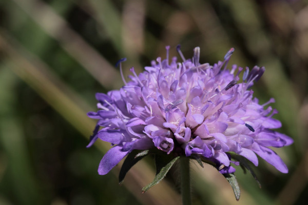 flower-7392192_1920-1
