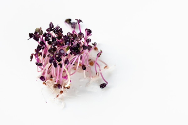 2400-fresh-red-purple-radish-sprouts-on-white