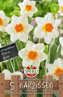 Sperli Großkronige Narzisse Joyce Spirit