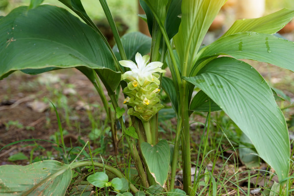 large-turmeric-flowers-are-cylindrical-inflorescences-the-flowers-are-pale-yellow-with-pinkish-green-decorated-petals-the-rhizome-has-medicinal-properties-in-treating-skin-diseases