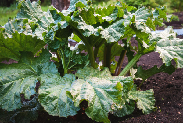 large-rhubarb-plant-growing-in-the-garden